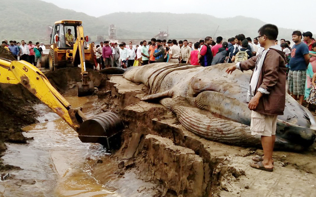 42-Foot Blue Whale Washed Ashore and Dies on Mumbai Beach