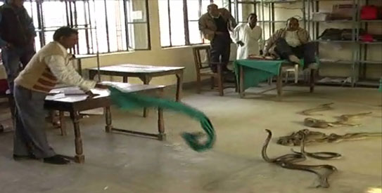 The picture of snakes in Lucknow tax office is 3 years old