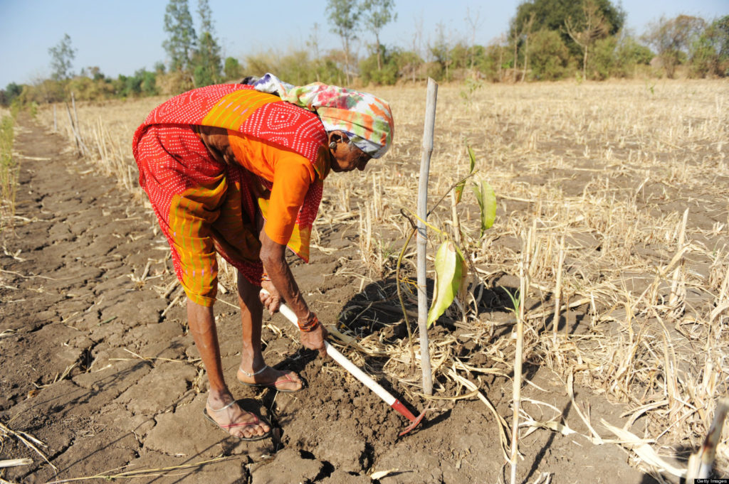 Indian farmer, Kumniben Gelabhai Chaudhry, works in her field at Selarpur village in Surat district, some 260 kms from Ahmedabad on March 13, 2013. Genetic diversity should be used efficiently to boost farm growth and achieve food security in a sustainable manner, the Indian government said in February 2013. AFP PHOTO / Sam PANTHAKY (Photo credit should read SAM PANTHAKY/AFP/Getty Images)