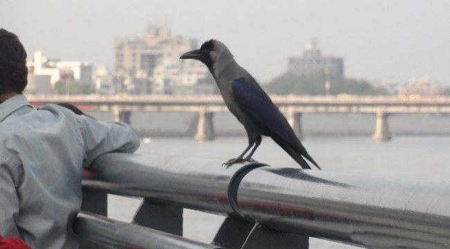 This crow saves people from committing suicide