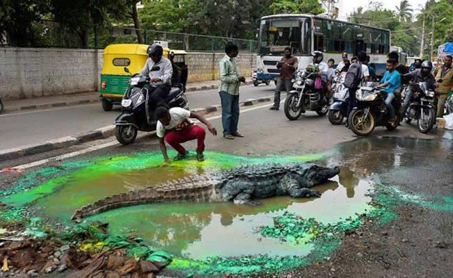 crocodile in bengaluru city