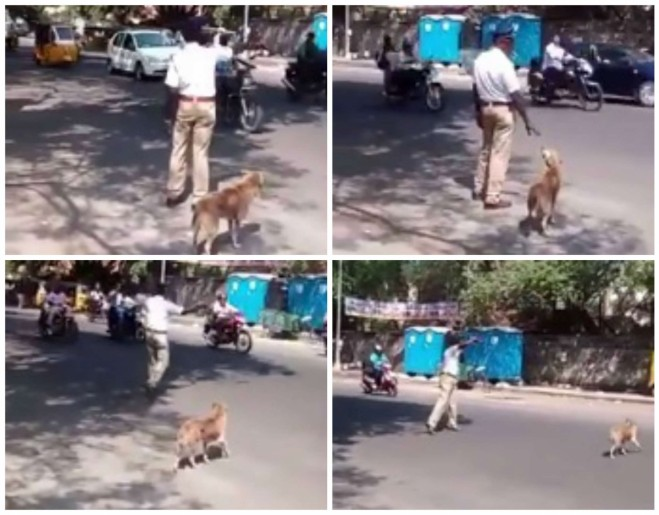 traffic-cop-helps-dog-crossing-road