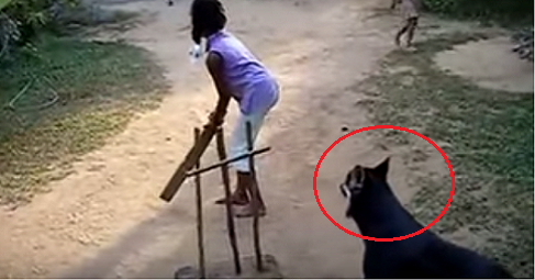 Watch This Amazing Dog Turns Wicket Keeper For Kids Cricket Match 