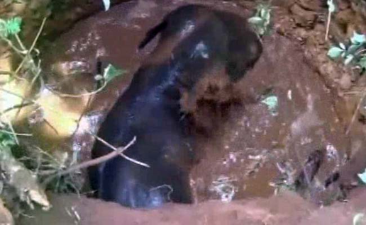 A Village and Forest Rangers Came Out To Save This Baby: It's An Elephant