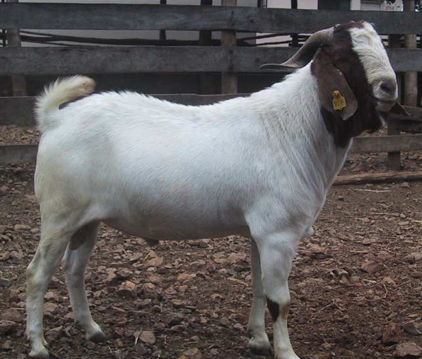 Goat sellers take their trade online ahead of Bakrid