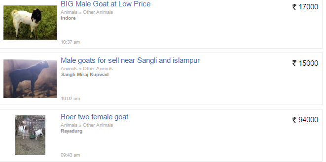 Ads of Sacrificial Goats for Sale on OLX