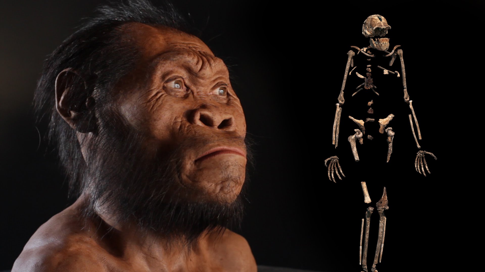 Homo Naledi New Species of Human Relative Discovered in South Africa