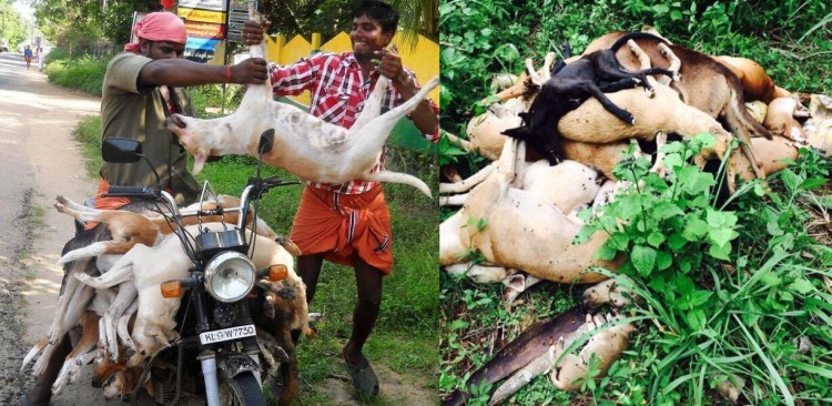 kerala-dog-killing