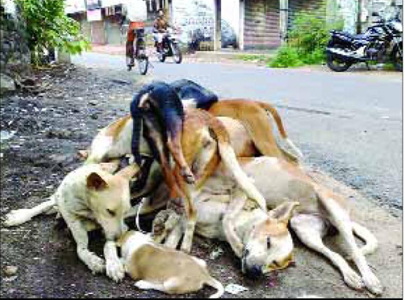 kerala 130 street dogs killed by poison laced meat 