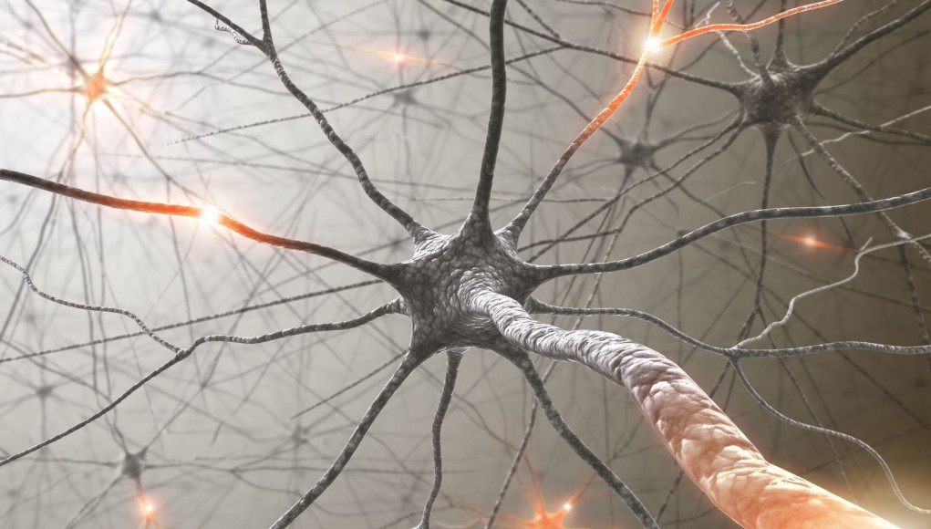 Scientist uses sound waves to control brain cells