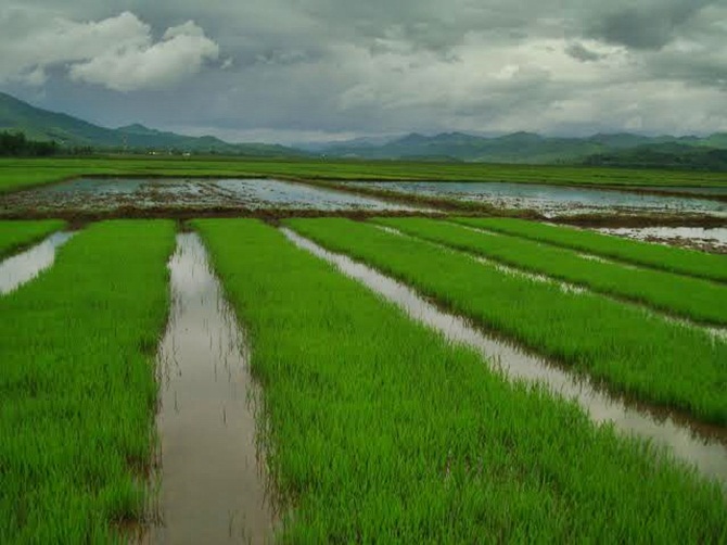 Black rice farms