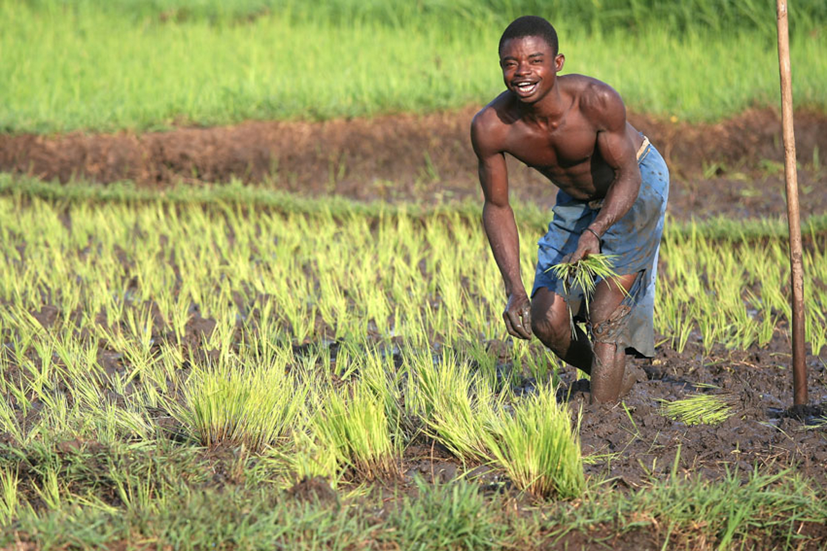 Agriculture sector in Africa