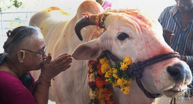 History Of How Cows Became 'Sacred' To Hindus (1)