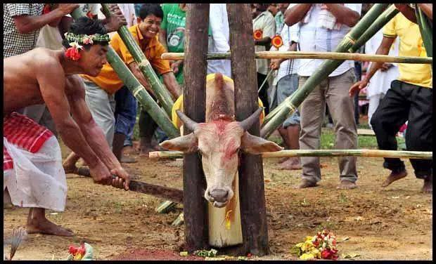 History Of How Cows Became 'Sacred' To Hindus (1)