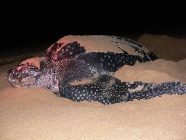The largest sea turtles nest in Andaman