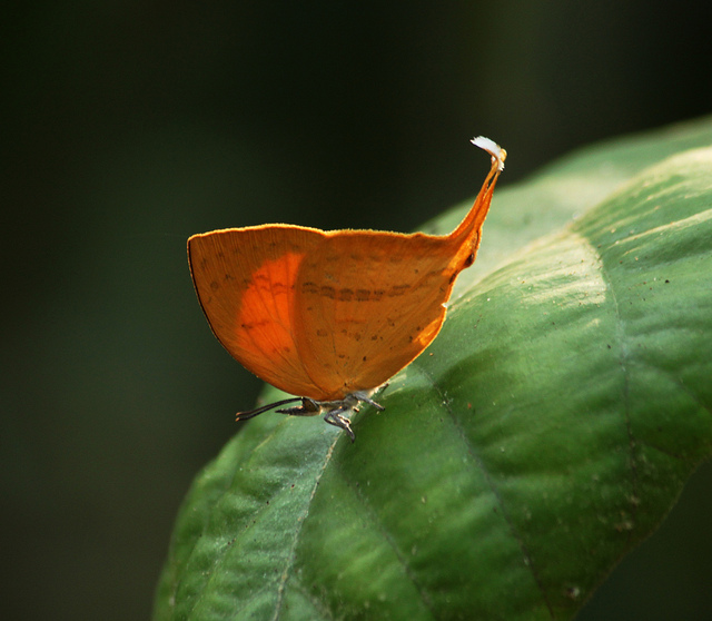 Andaman islands are the happy land of butterflies