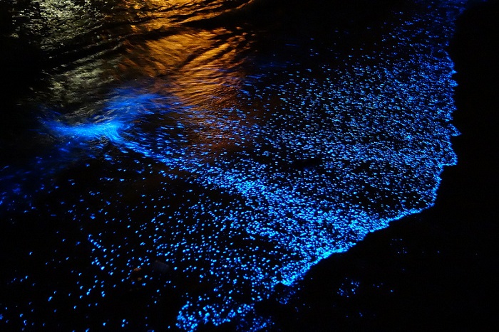 bioluminescence-havelock