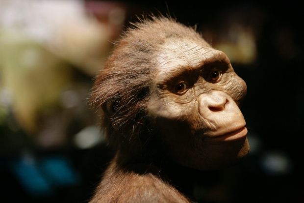  LUCY, the oldest discovered hominid