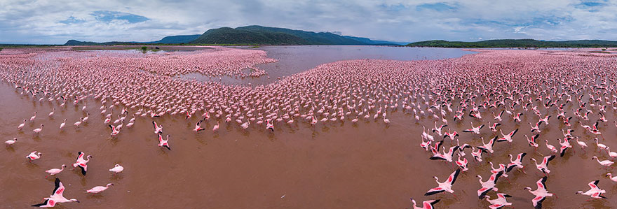 Flamingo, Lake Bogoria, Kenya
