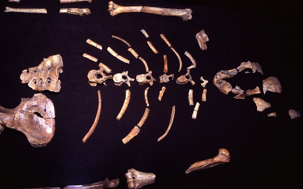 Lucy - Oldest Human Ancestor