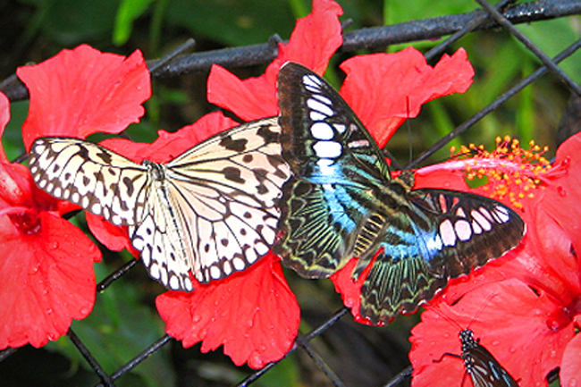 bali-butterfly-park- in Sanjeevaiah Park
