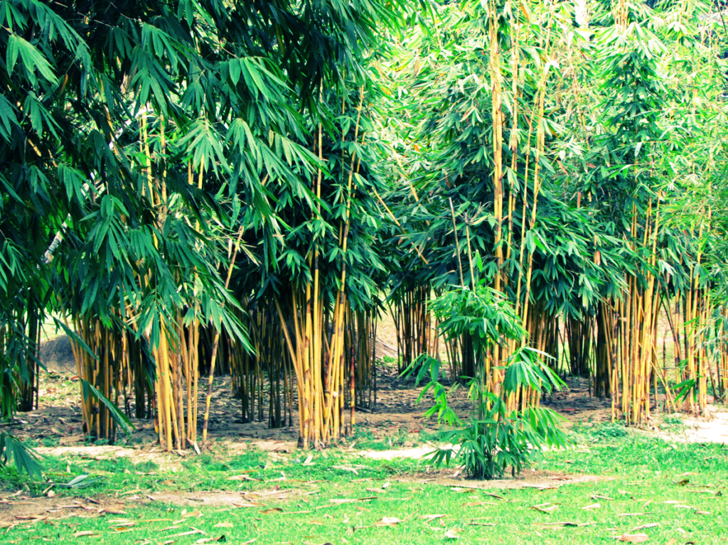  Bambusetum Garden