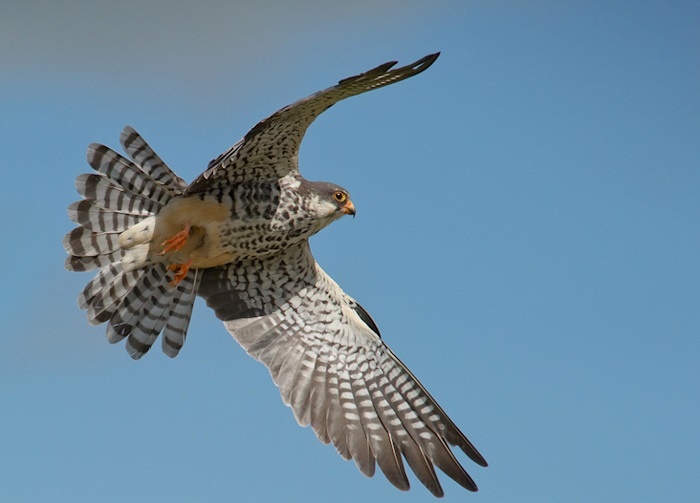 Amur Falcon Birds