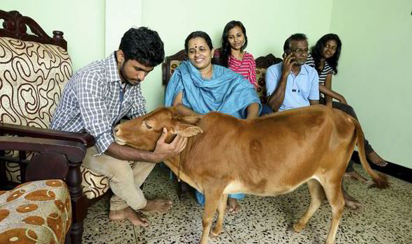 Shortest cow (height) - Guinness World Records