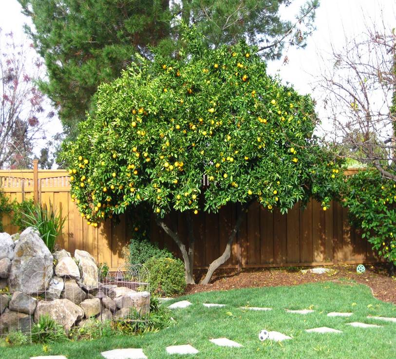 Lemon tree in houses