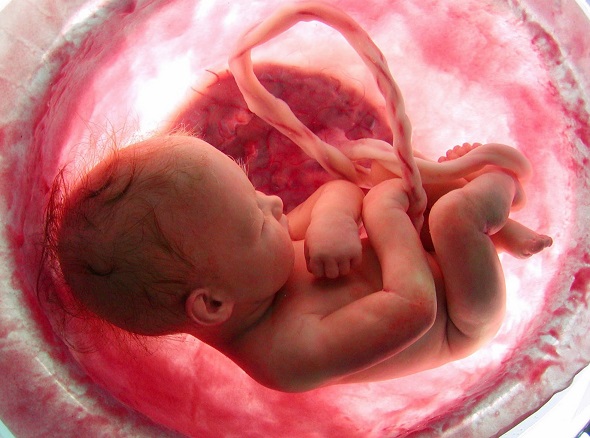 fetal development in mothers womb