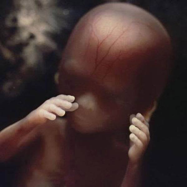 photos-of-foetus-developing-inside-a-womb15