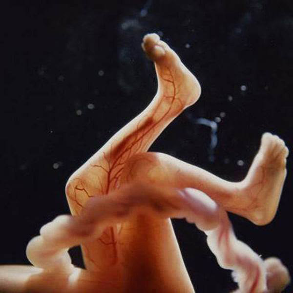 photos-of-foetus-developing-inside-a-womb16
