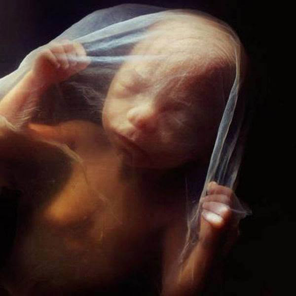 photos-of-foetus-developing-inside-a-womb17