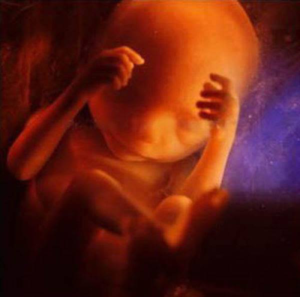 photos-of-foetus-developing-inside-a-womb20