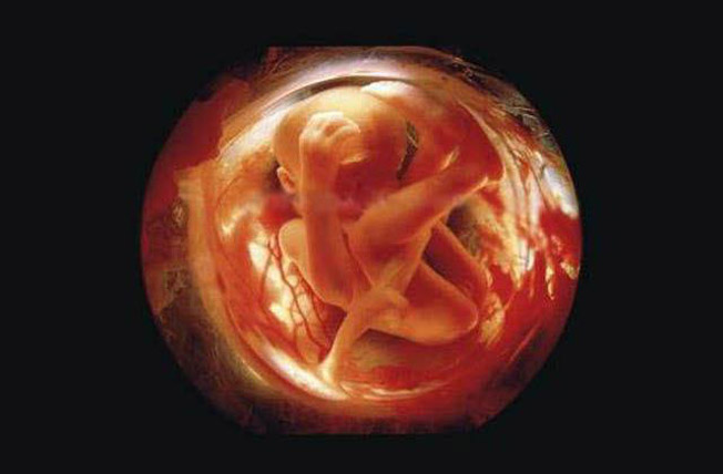 photos-of-foetus-developing-inside-a-womb21