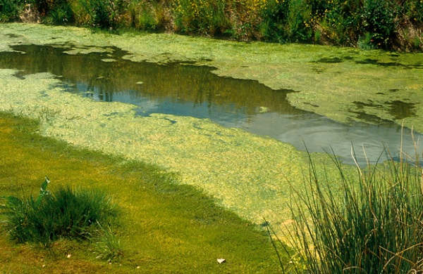 Whiffs From Blue Green Algae Responsible For Earth's Oxygen.