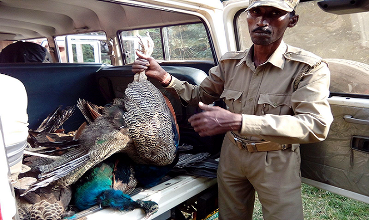 25 Peacocks and Other Birds Found Dead in Khudra Forest