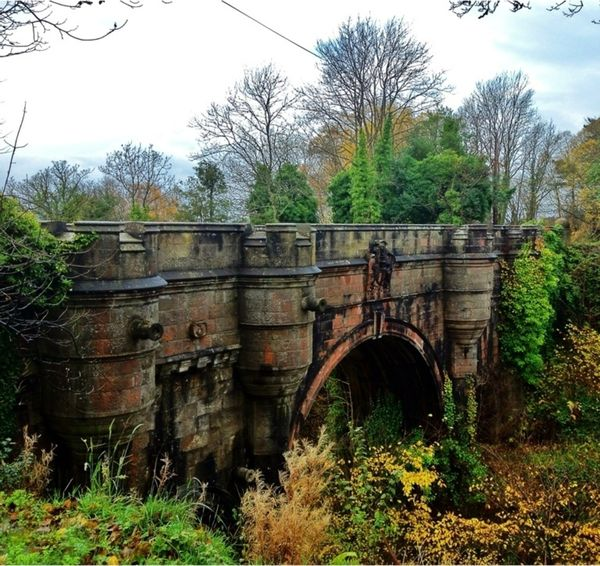 The Dog Suicide Bridge (1)