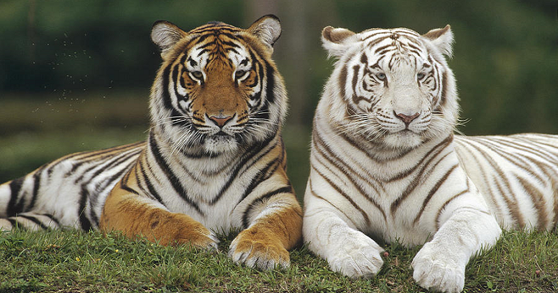 two-bengal-tigers-pictures