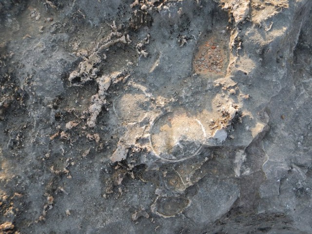 Dinosaur fossils found in Gujarat
