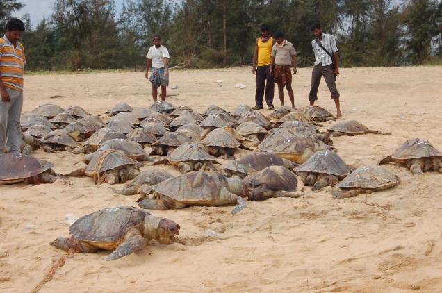 Dead turtles on shore