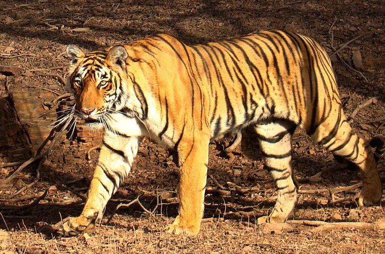 India's Tiger Population On The Rise (1)