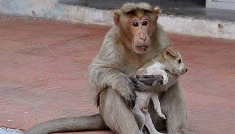 Monkey with puppy