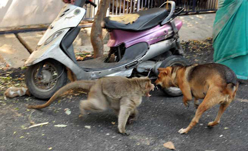 monkey fights with stray dogs