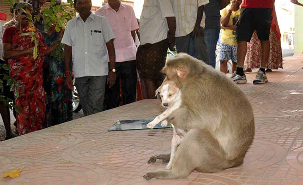 villagers provide food for monkey and puppy