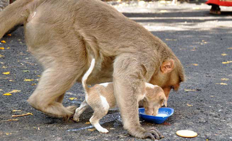 monkey feeds puppy