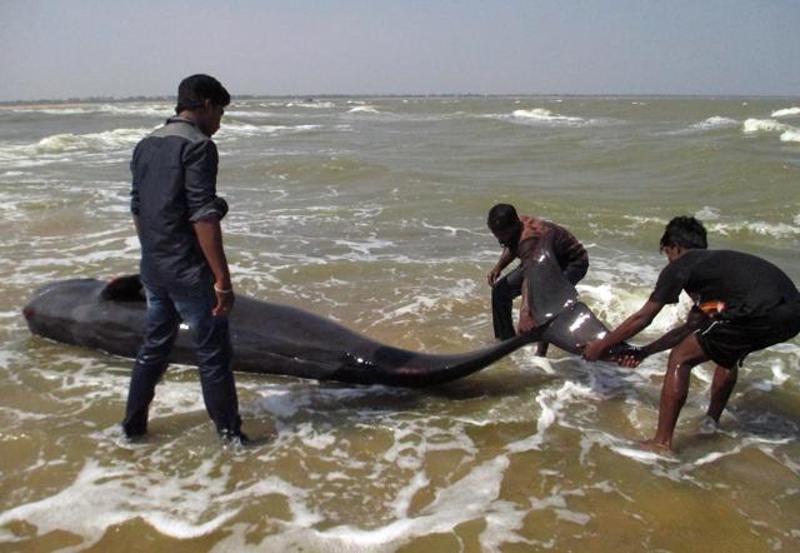 81 Whales That Washed Ashore On Tamil Nadu Coast 45 Dead (2)