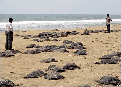150 Olive Ridley Turtles And Dolphins Found Dead On Puri Beach (2)
