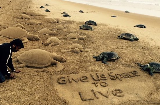 150 Olive Ridley Turtles And Dolphins Found Dead On Puri Beach (4)