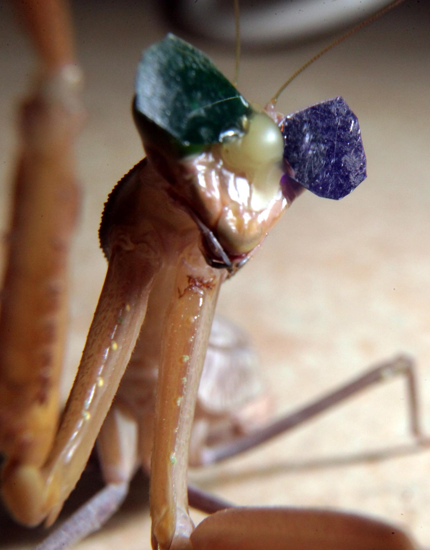 Insect with 3D glasses